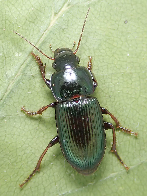 Carabidae: Harpalus da identificare - H. oblitus